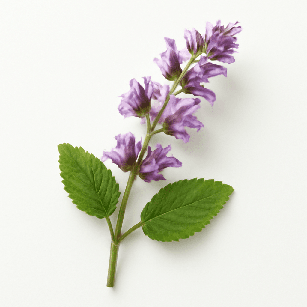 Clary Sage