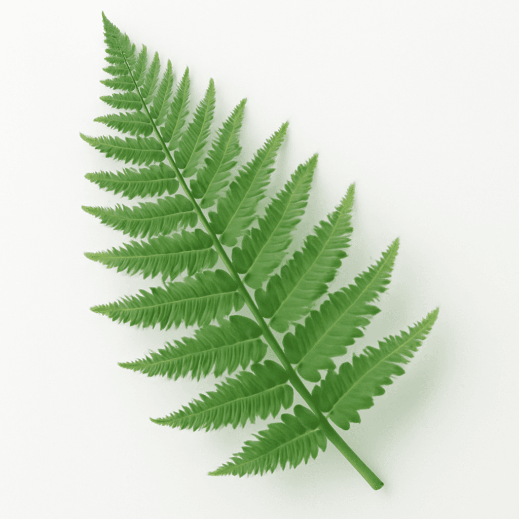 Fern