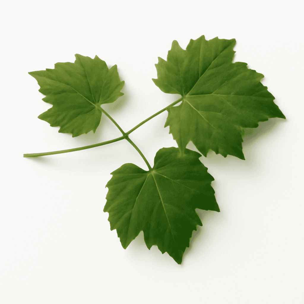 Grape Leaves