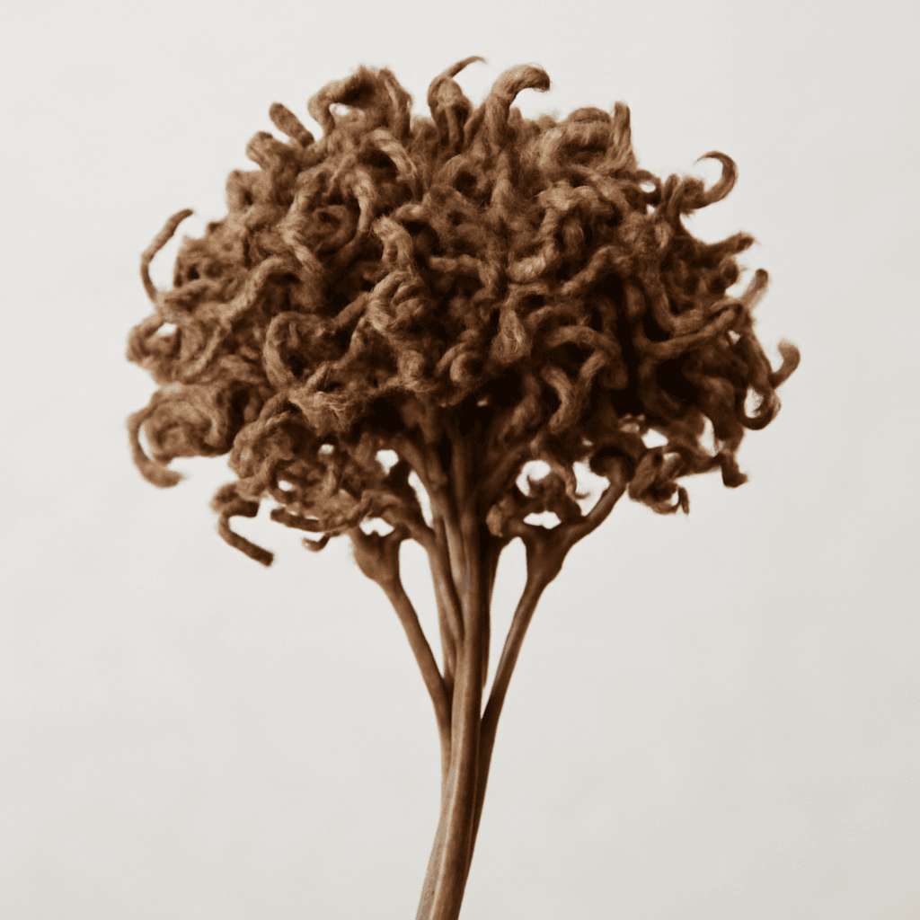 Jatamansi or Spikenard