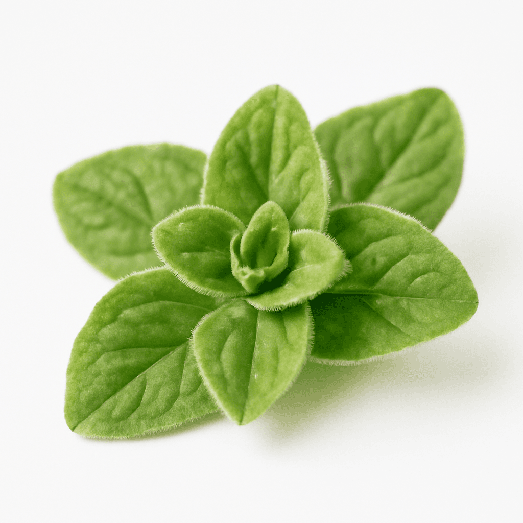 Marjoram