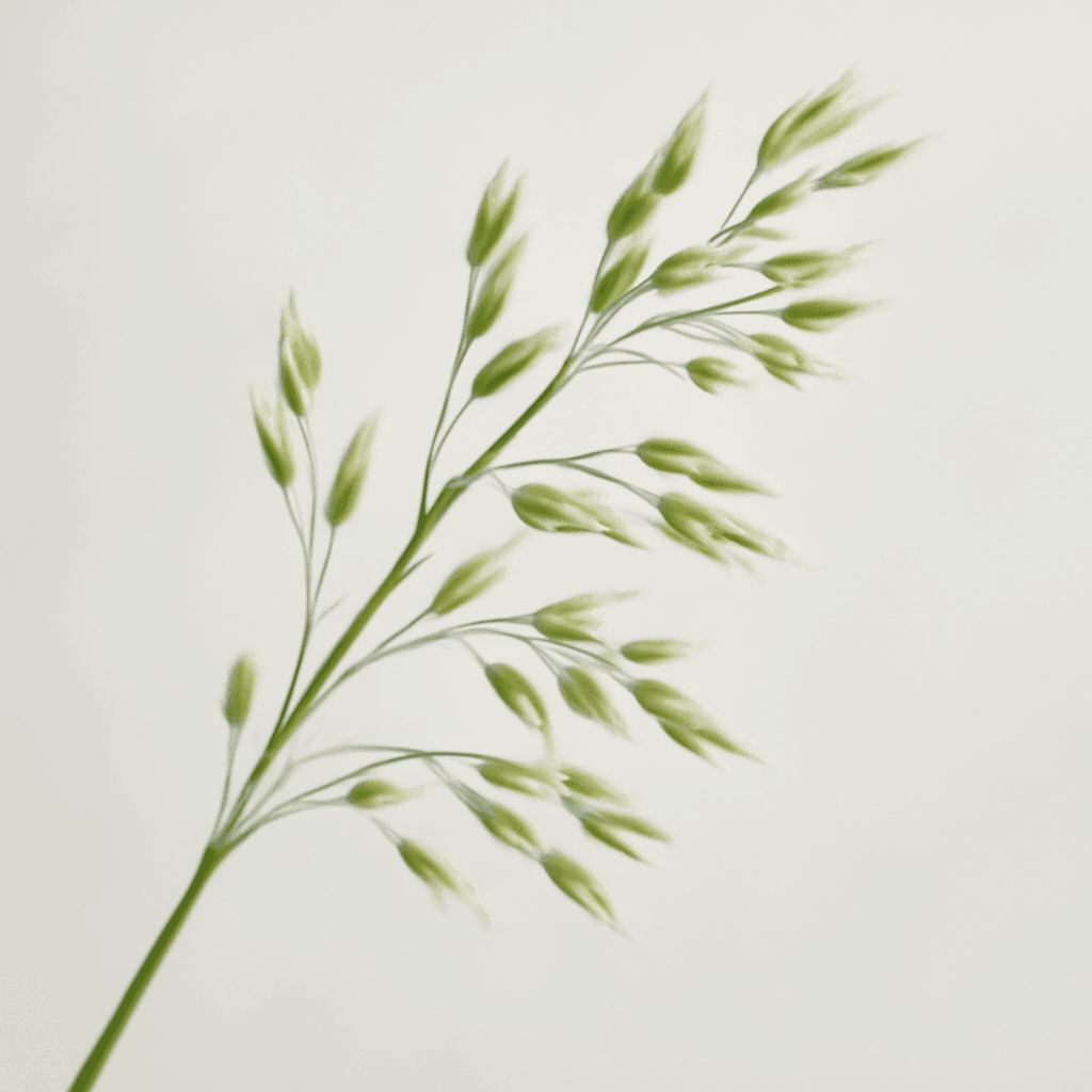 Sweet Grass
