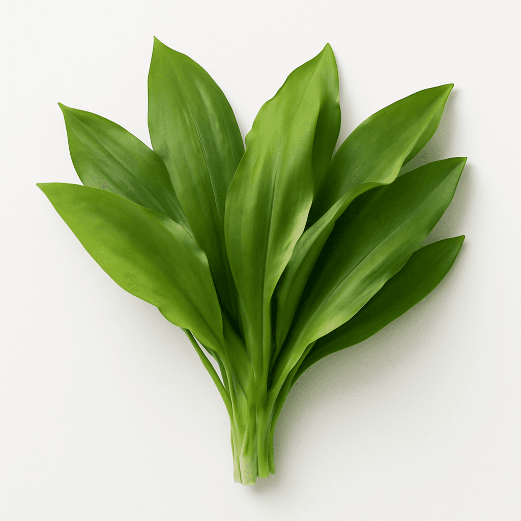 Wild garlic leaf