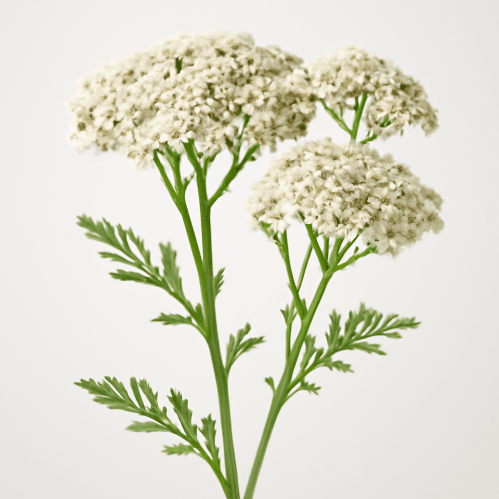 Yarrow