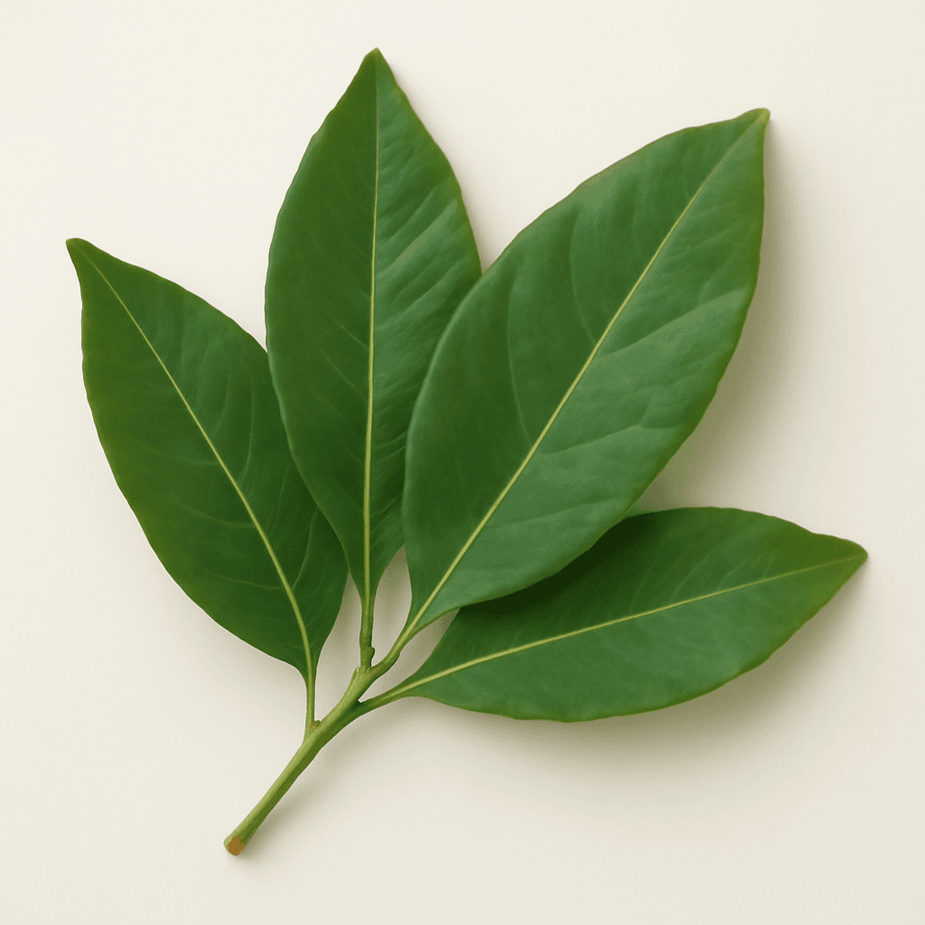 Bay Leaf