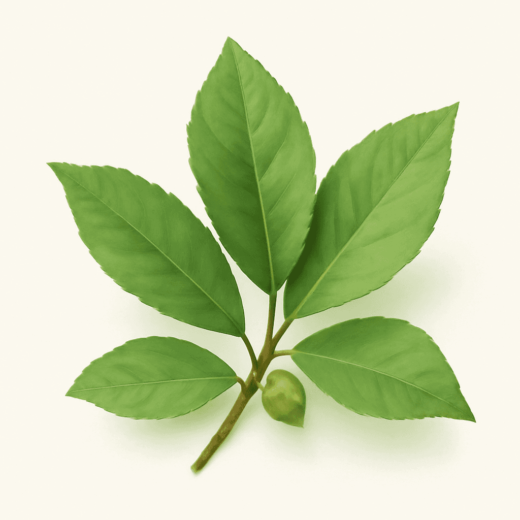 Pimento Leaf