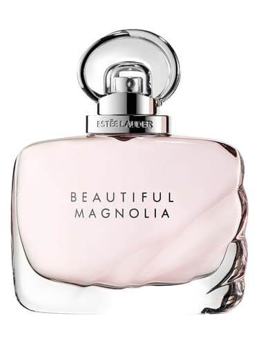 Beautiful Magnolia