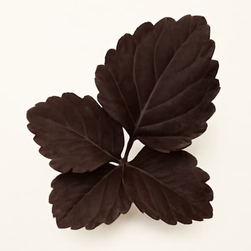 Dark Patchouli
