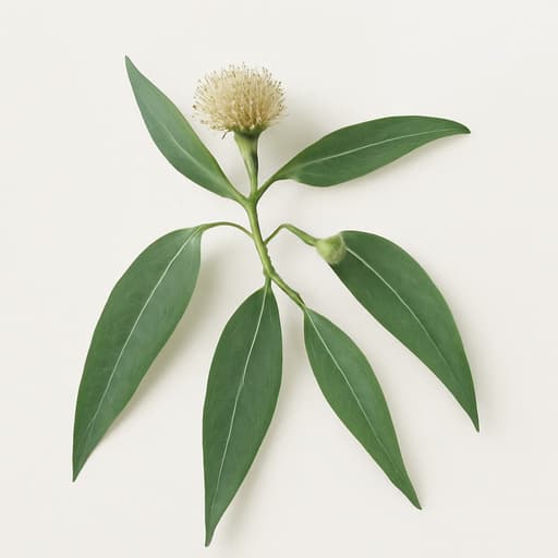 Eucalyptus