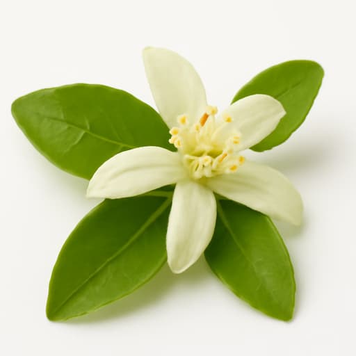 Chinotto blossom