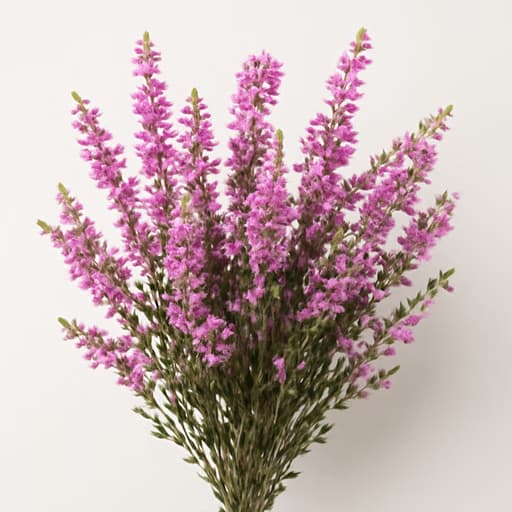Heather