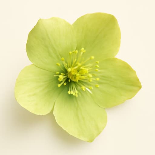 Hellabore Flower