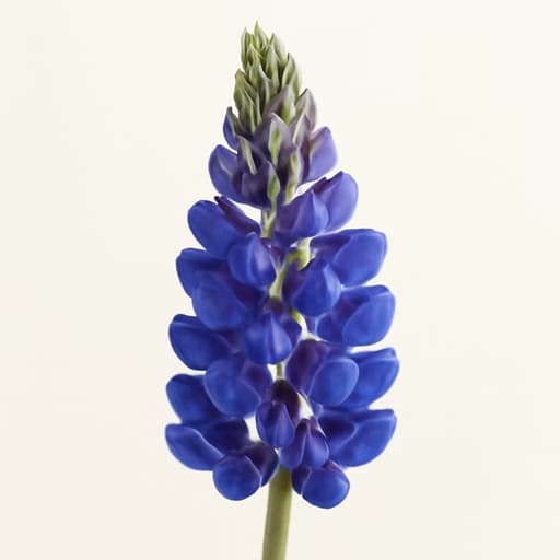 Lupin