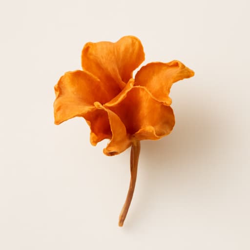 Orange Cassia Tree