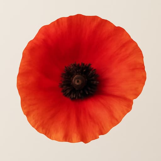 Poppy