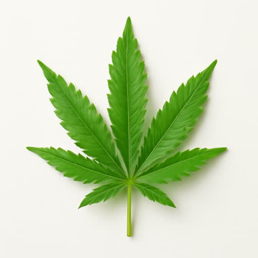Cannabis