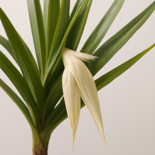 Pandanus