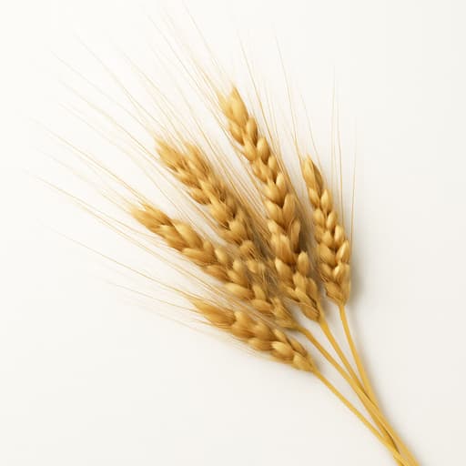 Rye