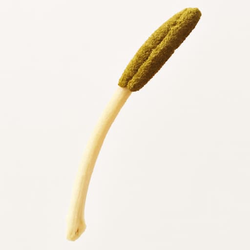 Silk Vine or Milk Broom